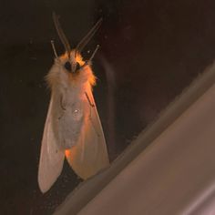 a close up of a moth on a window sill with the light reflecting off it's wing