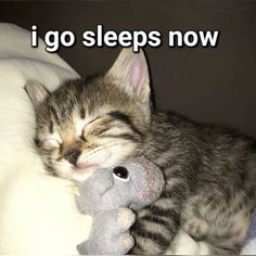 a kitten sleeping with its head on a stuffed animal that says i go sleeps now