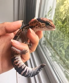 a person holding a small gecko in their hand next to a window sill