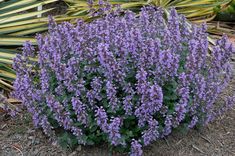 purple flowers are blooming in the garden