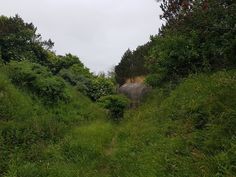 an elephant walking down a grassy path in the woods with trees on either side,