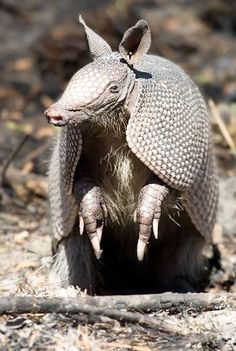 an armadile is standing on its hind legs in the dirt and looking at the camera