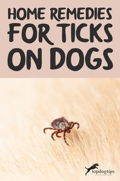 Natural Remedies For Ticks On Dogs, Home Remedy For Ticks On Dogs, Ticks On Dogs Get Rid Of, Essential Oils For Ticks On Dogs, How To Get Rid Of Ticks On Dogs, Natural Tick Repellent For Dogs, Tick Prevention For Dogs