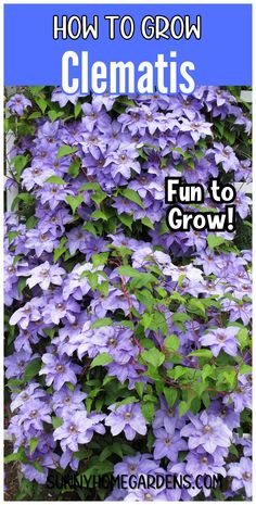 clematis growing in the garden with text overlay that reads how to grow clematis fun to grow