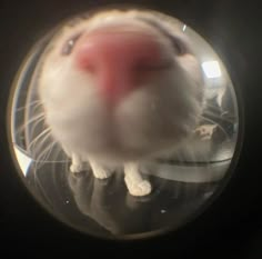 a close up of a small animal in a glass bowl