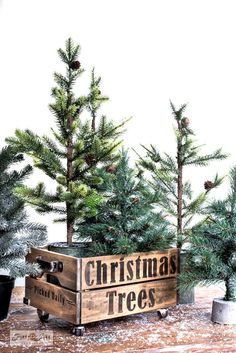 three christmas trees in wooden boxes on a table