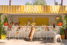 there are many dogs that are sitting at the table and one dog is standing up