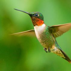 a hummingbird flying in the air with its wings spread out and it's beak extended