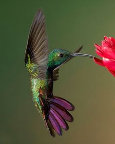 a hummingbird flying next to a red flower