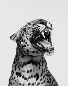 a black and white photo of a cheetah yawning with its mouth open