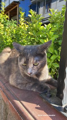 a cat laying on top of a window sill in front of bushes and shrubbery