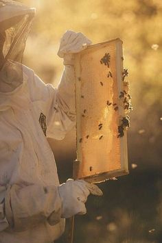 a beekeeper in full protective gear holds up a frame with bees on it, while the sun shines through the trees behind him