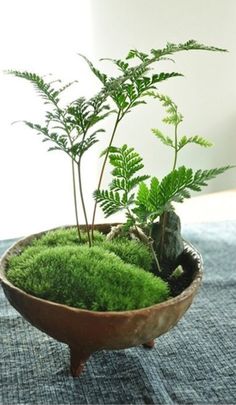 a potted plant sitting on top of a wooden bowl filled with green grass and plants