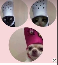 four pictures of a dog wearing crocs on its head