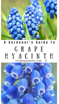 blue flowers with the words gardener's guide to grape hyacinth on it