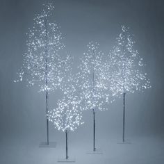 three lighted trees with white lights on them