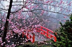 a red bridge with pink flowers in the foreground and foggy sky behind it