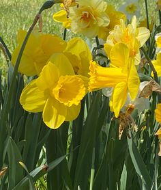 yellow and white daffodils are in the grass