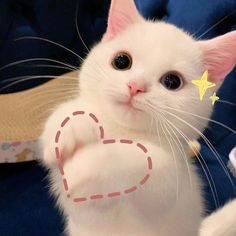 a small white cat with a heart drawn on it's chest and paws in the air