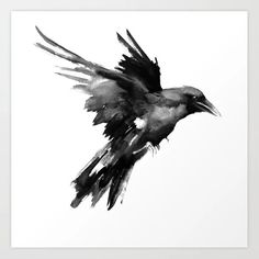 a black and white bird flying in the sky