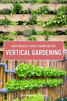 vertical garden with text overlay that reads naturally southern blog vertical gardening