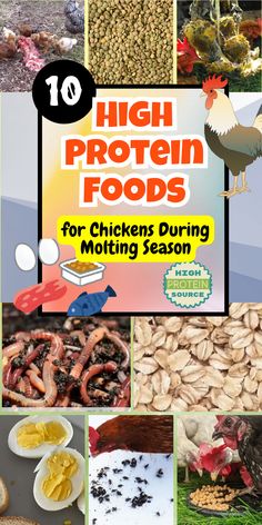 the cover of high protein foods for chickens during molting season, with pictures of various food items