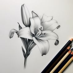 a pencil drawing of a white lily