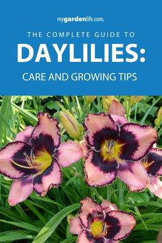 the complete guide to daylilies care and growing tips