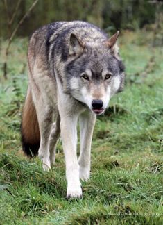 a wolf walking across a lush green field