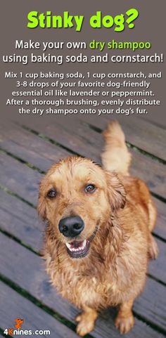 a brown dog standing on top of a wooden floor next to a sign that says make your own dry shampoo using baking soda and corn