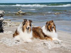 two brown and white dogs are sitting on the beach