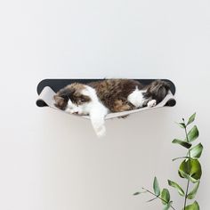 a cat laying on top of a skateboard next to a plant