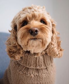 a dog wearing a sweater sitting on a couch