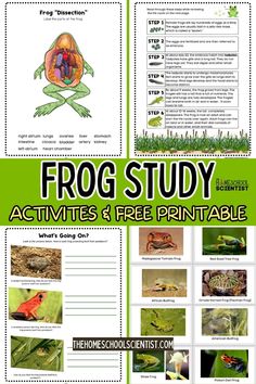 frog study activities and printables for kids