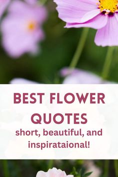 flowers in a field Quotes For Cards