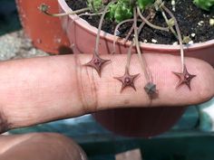 five tiny stars are placed on the fingers of a person's thumb in front of a potted plant