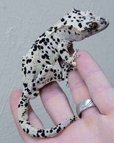 a small gecko sitting on top of someone's finger in front of a white wall