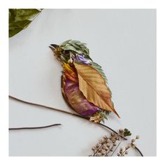 dried leaves and twigs on a white surface