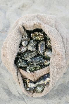 a bag filled with oysters sitting on top of a sandy beach