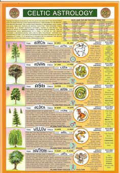 an info poster showing the different types of trees