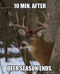 an image of a deer with the caption you can't find me