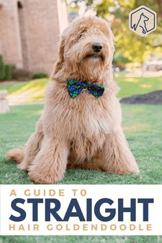 a brown dog with a bow tie sitting on the grass in front of a building