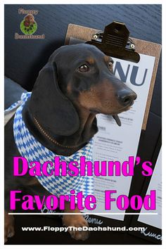 a dachshund's favorite food on a clipboard