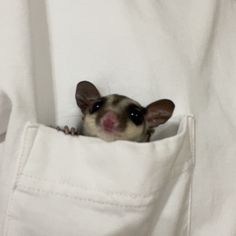 a small animal sticking its head out of a pocket