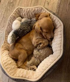 a dog curled up in a bed with stuffed animals