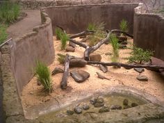 a zoo exhibit with rocks and plants in the sand, water and dirt on the ground