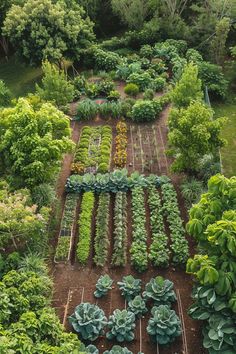 an aerial view of a vegetable garden with lots of green plants and trees in the background