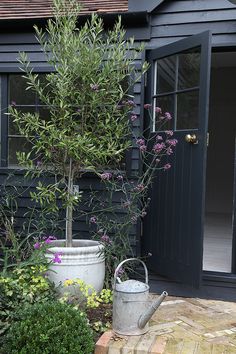 a potted tree in front of a house