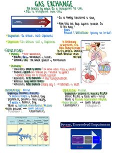 an image of the gas exchange diagram