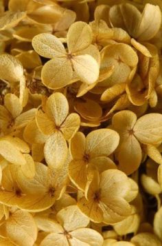 yellow flowers are shown in close up view